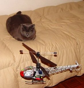 Brave cat 1