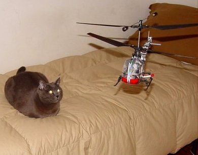 Brave cat 2